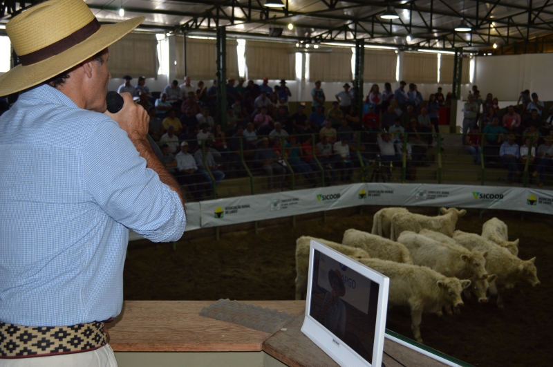 Leilões terão transmissão do Lance Rural