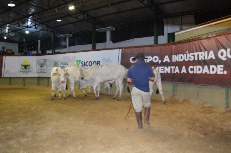 Feira de Gado Geral – Associação e Sindicato Rural de Lages 